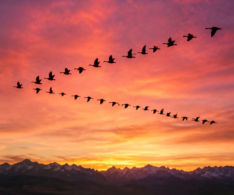 Flock of birds flying together in formation against sunset sky