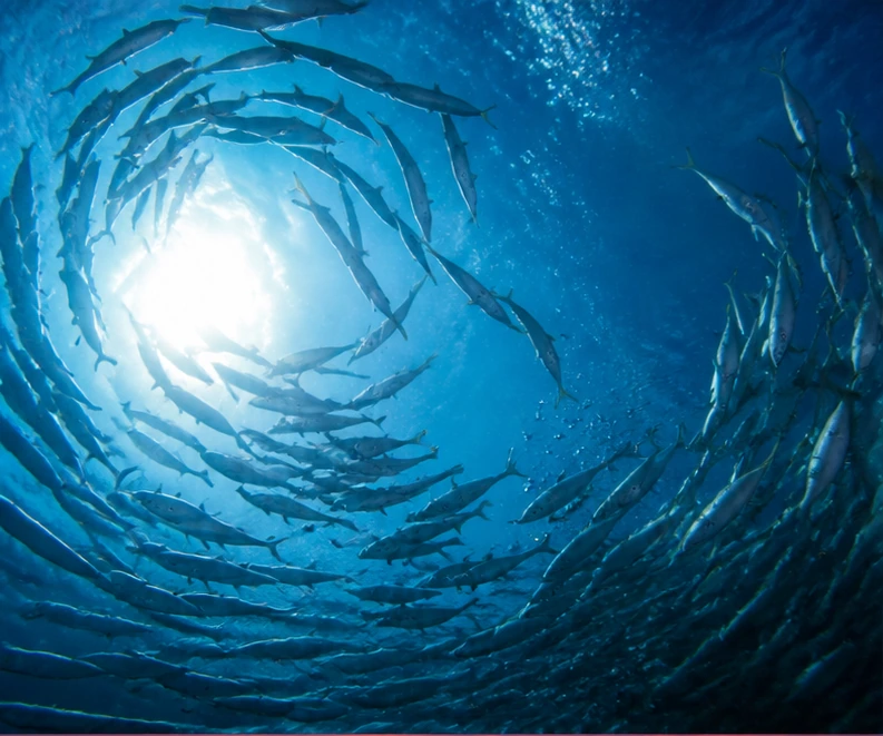 School of fish moving together underwater in circular motion