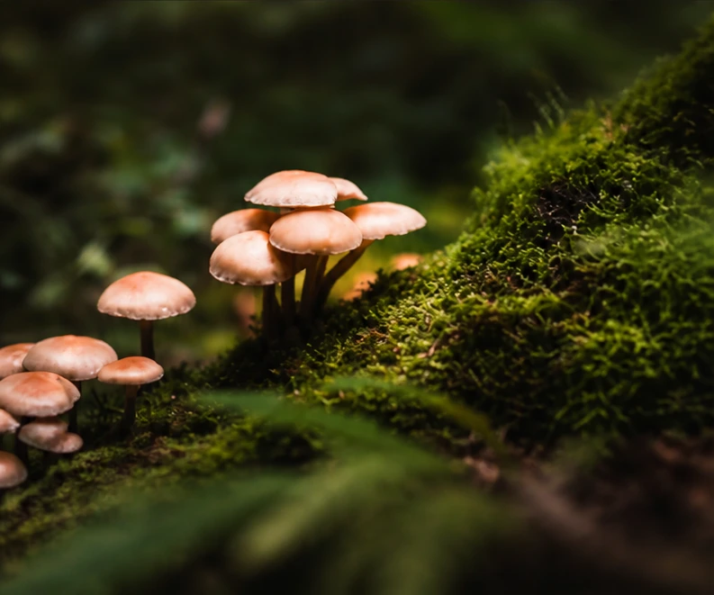 Cluster of wild mushrooms growing on a moss-covered log